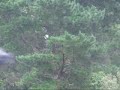 Yellow tailed black cockatoo.wmv