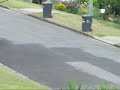 Yellow tailed black cockatoo.wmv