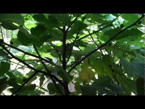 how to fertilize fig trees