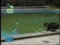 CLEVER AND SMART DOG - SCHLAUER HUND