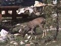 Outdoor Adventure with wild animals