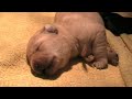 Banjer & pups