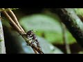 Cordyceps Fungus - The mind-control Killer-Fungi