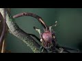 Cordyceps Fungus - The mind-control Killer-Fungi