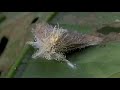 Cordyceps Fungus - The mind-control Killer-Fungi
