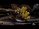 how to control fungi