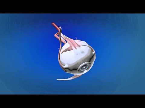 Видео Нервы глаза
