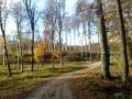 videos de Kladescica forest by day