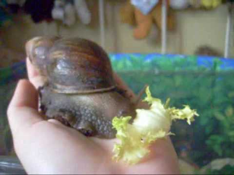 how to care for a giant african land snail