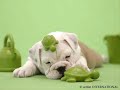 Cute/Funny Dogs