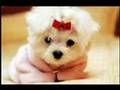Cute/Funny Dogs