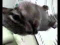���ޥꥹ��å��Υ����ӥ�:YouTube������=20��