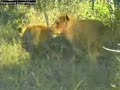 Lions Hunting Impala WildEarth Djuma