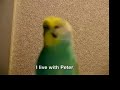 Budgie talking sense. Intro to Chi