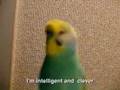 Budgie talking sense. Intro to Chi