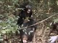 Mother chimpanzee protects her cute babies from other suspicious monkeys - BBC wildlife Mother chimpanzee protects her cute babies from other suspicious monkeys - BBC wildlife