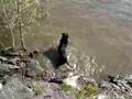 Le chien qui nage à L'Ile des Soeurs (11-05-2008)