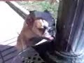 Bulldog Ronko bebiendo
