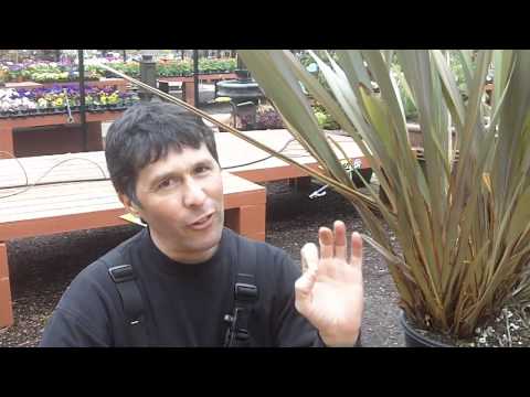 how to fertilize new zealand flax