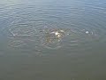 young koi in the mudponds