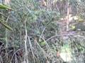 videos de song sparrow song
