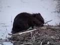 videos de Beaver folk enjoy an evening at Turkey Point