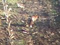Zorro (Vulpes vulpes)