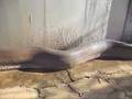 videos de Schlange frisst Schiff!
