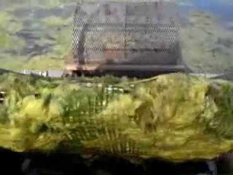 how to harvest algae from pond