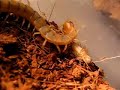 Tiger Centipede Feeding