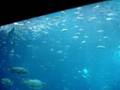 videos de Georgia Aquarium - Ocean Voyager