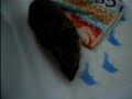 Ryan the Hedgehog