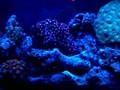 rickys reef 55 gallon reef aquarium ( Actinic )
