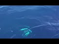 SERIOLA JIGGING Fishing .http://www.tahiti-jigging.com/