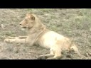 Lionesses and Cubs With Rexson Lionesses and Cubs With Rexson