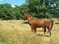Horses running free