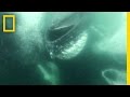 Dodging Whales