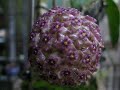 Hoya graba
