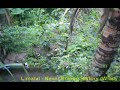 Limahil - Never ending history - wladimix - bosque tropical