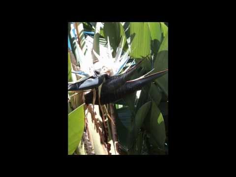 how to transplant strelitzia