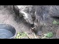Visayan Warty Pig