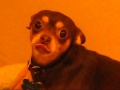 Dramatic Chihuahua