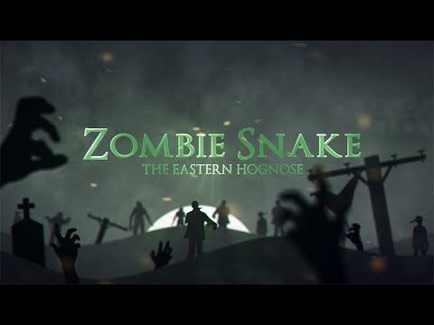 YouTube reptile video