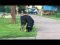LEU - Labrador Retriever - Rottweiler - Mischling sucht neue Menschen