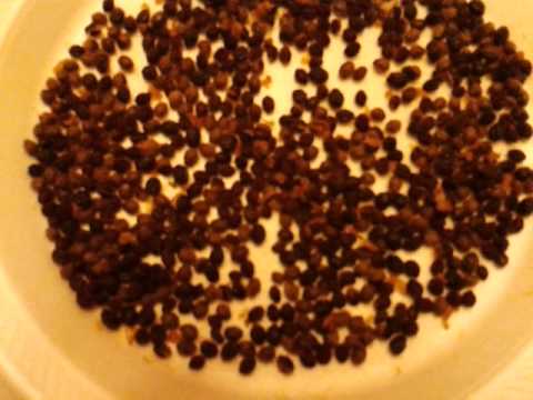 how to harvest papaya seeds