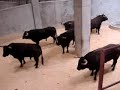 Desembarco toros corrida 250707 Vitoria-Gasteiz