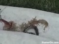 Invincible Snake