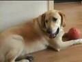 Yari de labrador