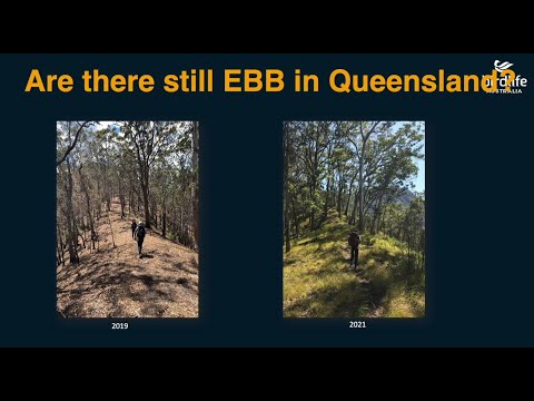 <p>Eavesdropping on cryptic species: Are there any Eastern Bristlebirds left in Queensland?</p>
 video thumbnail