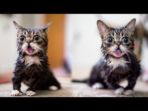 Your Kitty Fix For Today